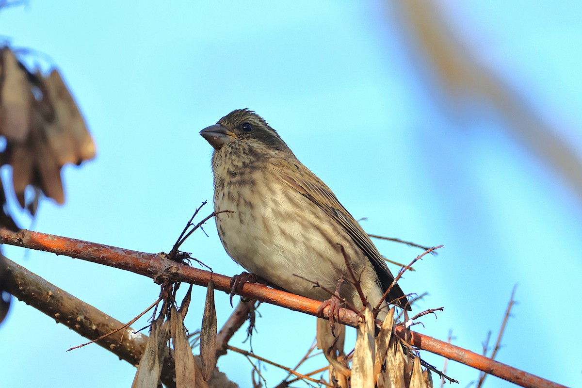 Purple Finch - ML645565406