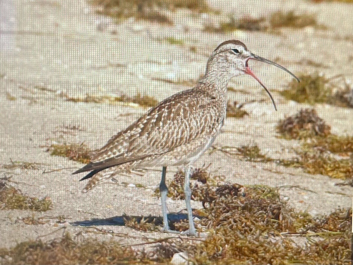 Hudsonian Whimbrel - ML645565410