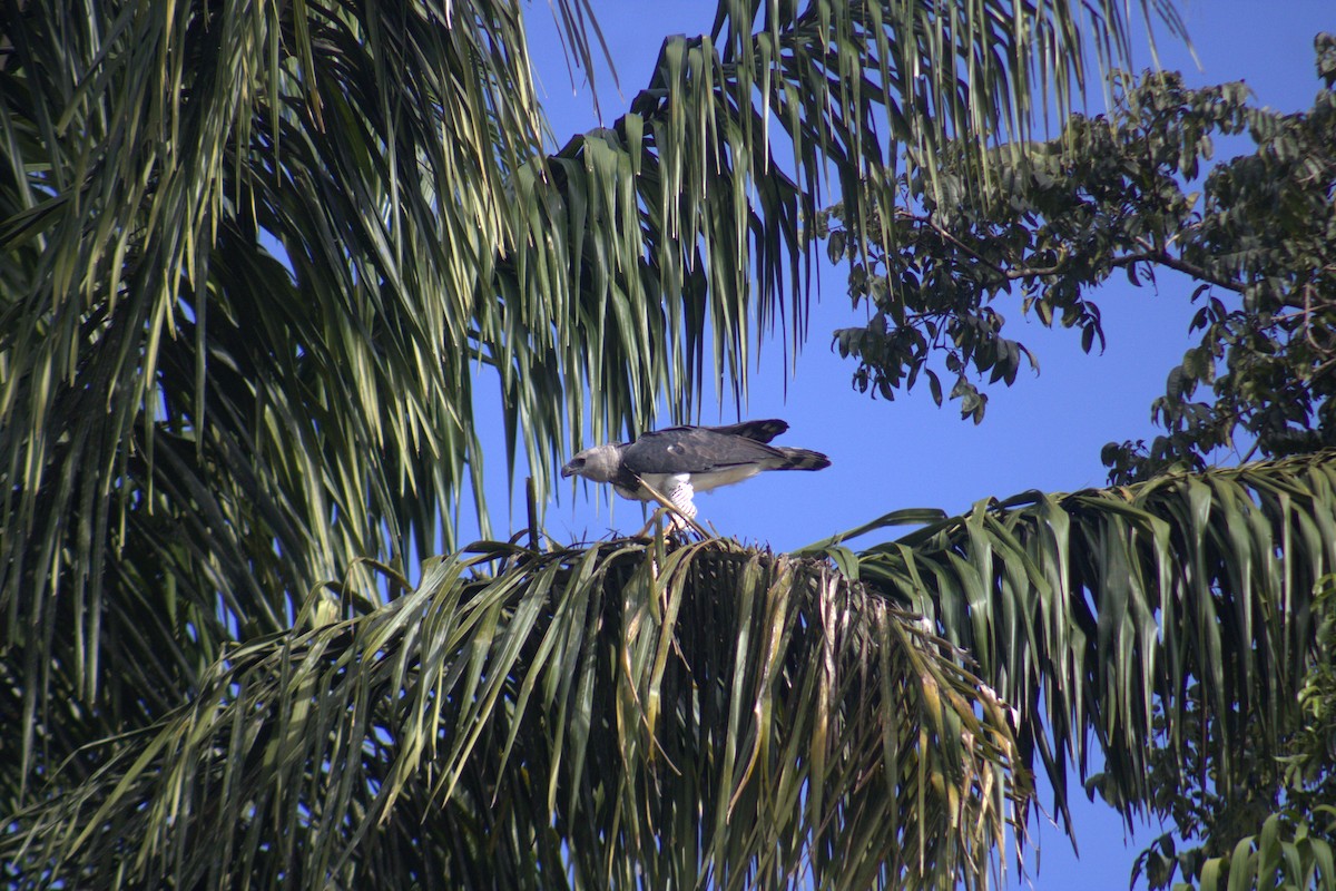 Harpy Eagle - ML645565411