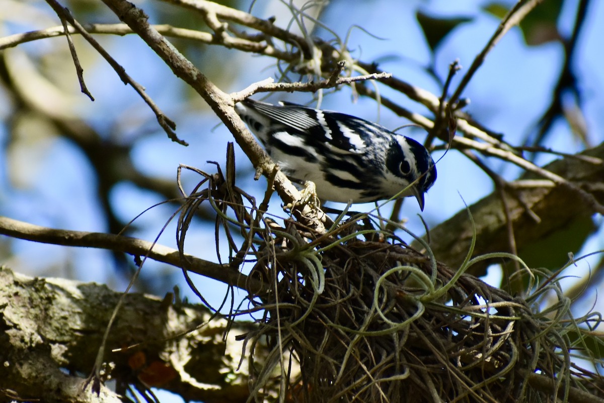Reinita Trepadora - ML645565414