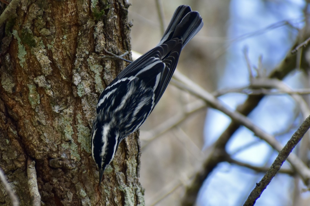 Reinita Trepadora - ML645565415