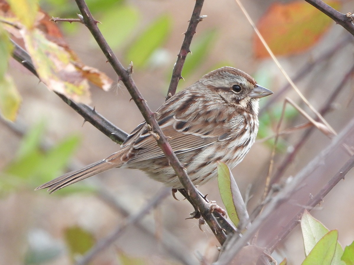 Song Sparrow - ML645565416