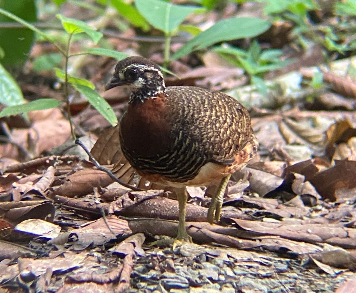 Sabah Partridge - ML645565422
