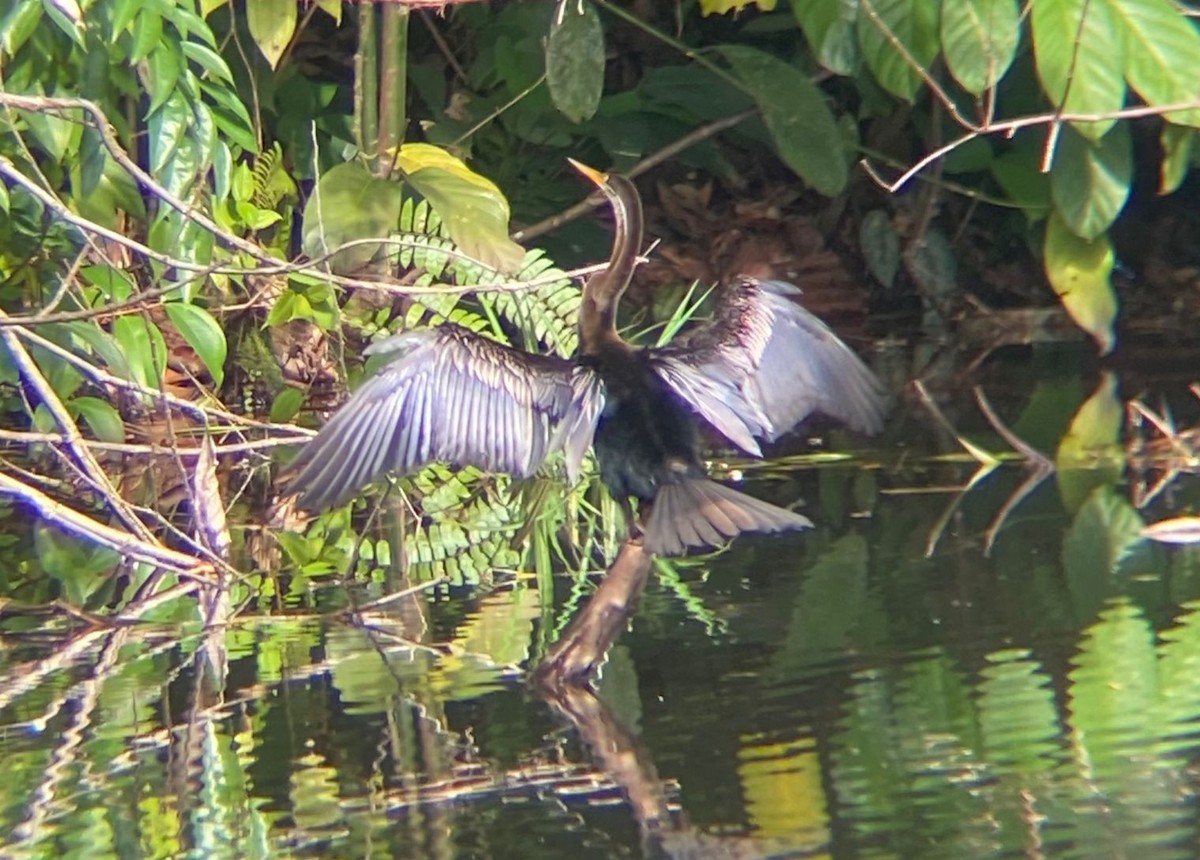 Doğu Yılanboyunu - ML645565428