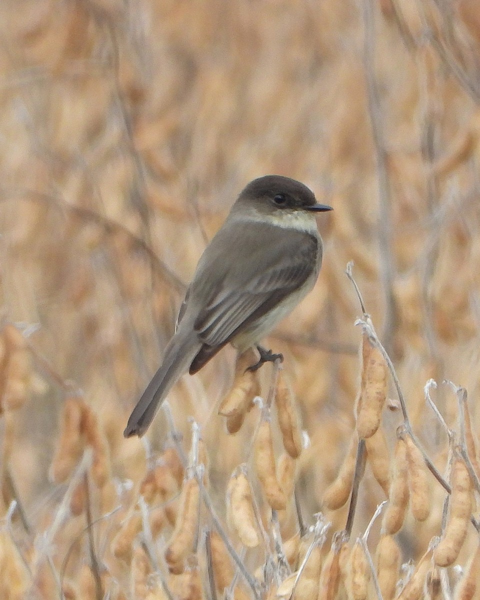 Eastern Phoebe - ML645565431