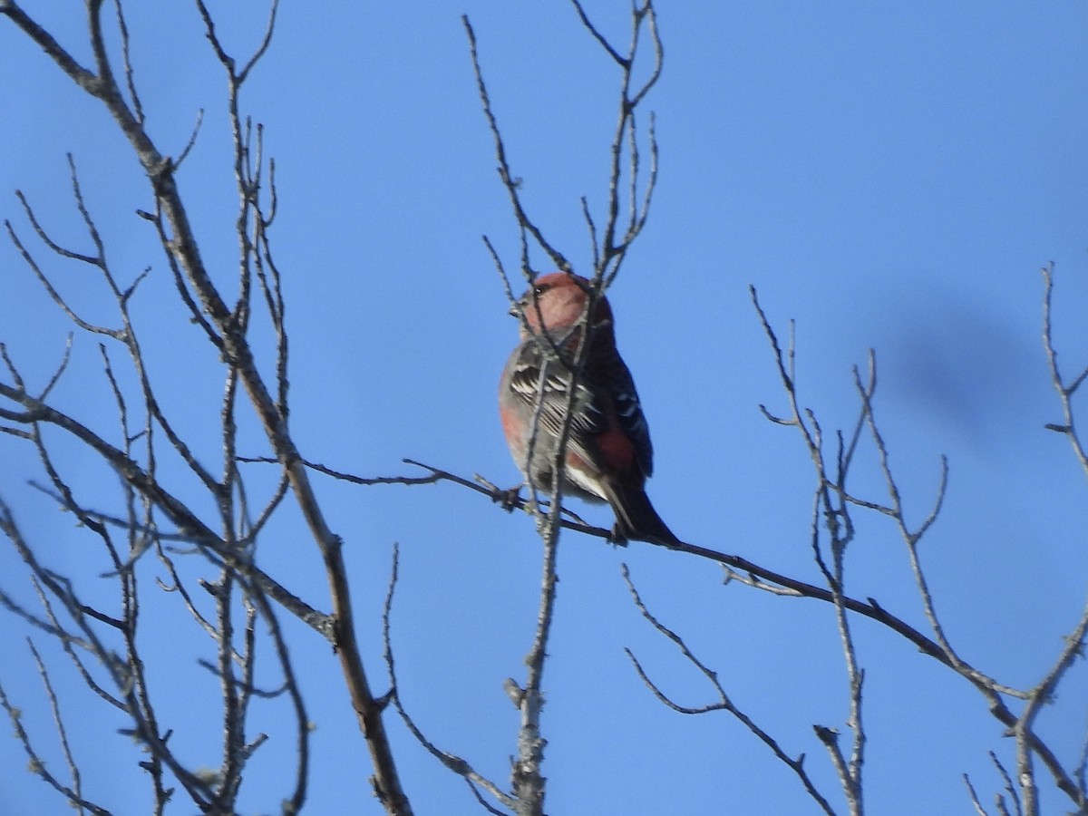 Hakengimpel - ML645565434