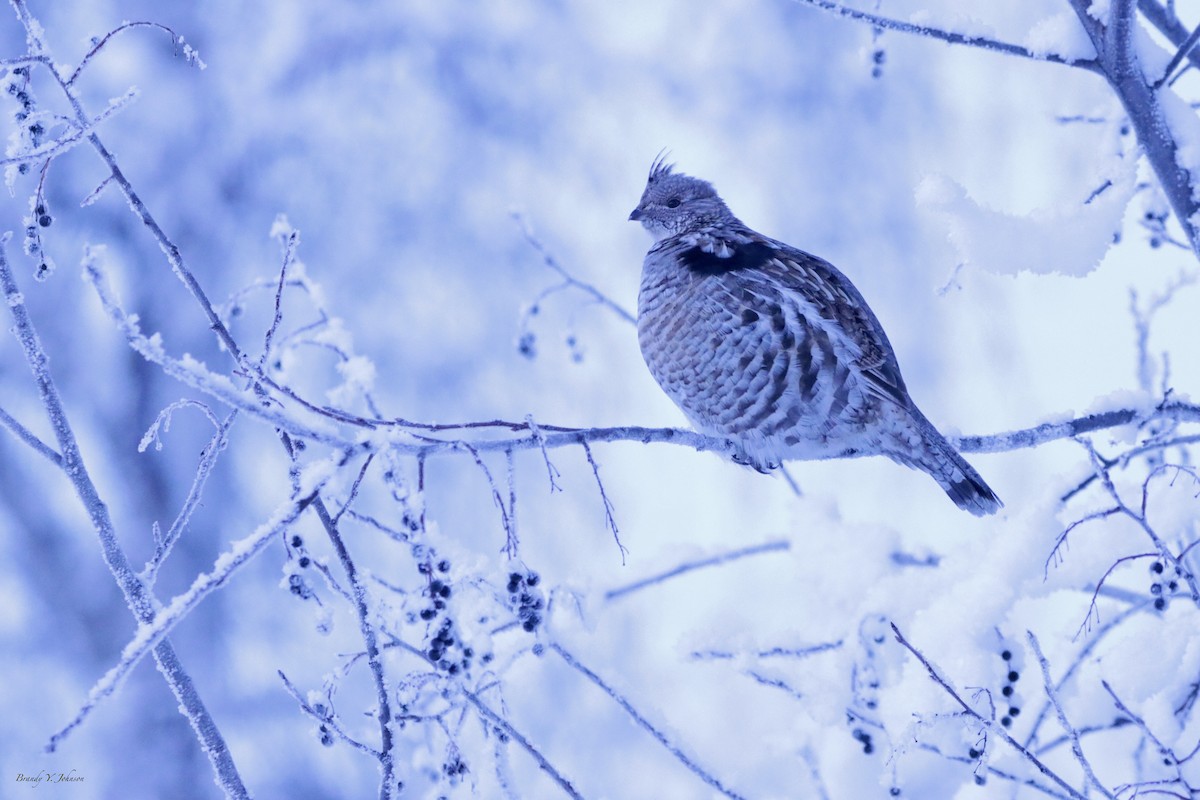 Ruffed Grouse - ML645565438