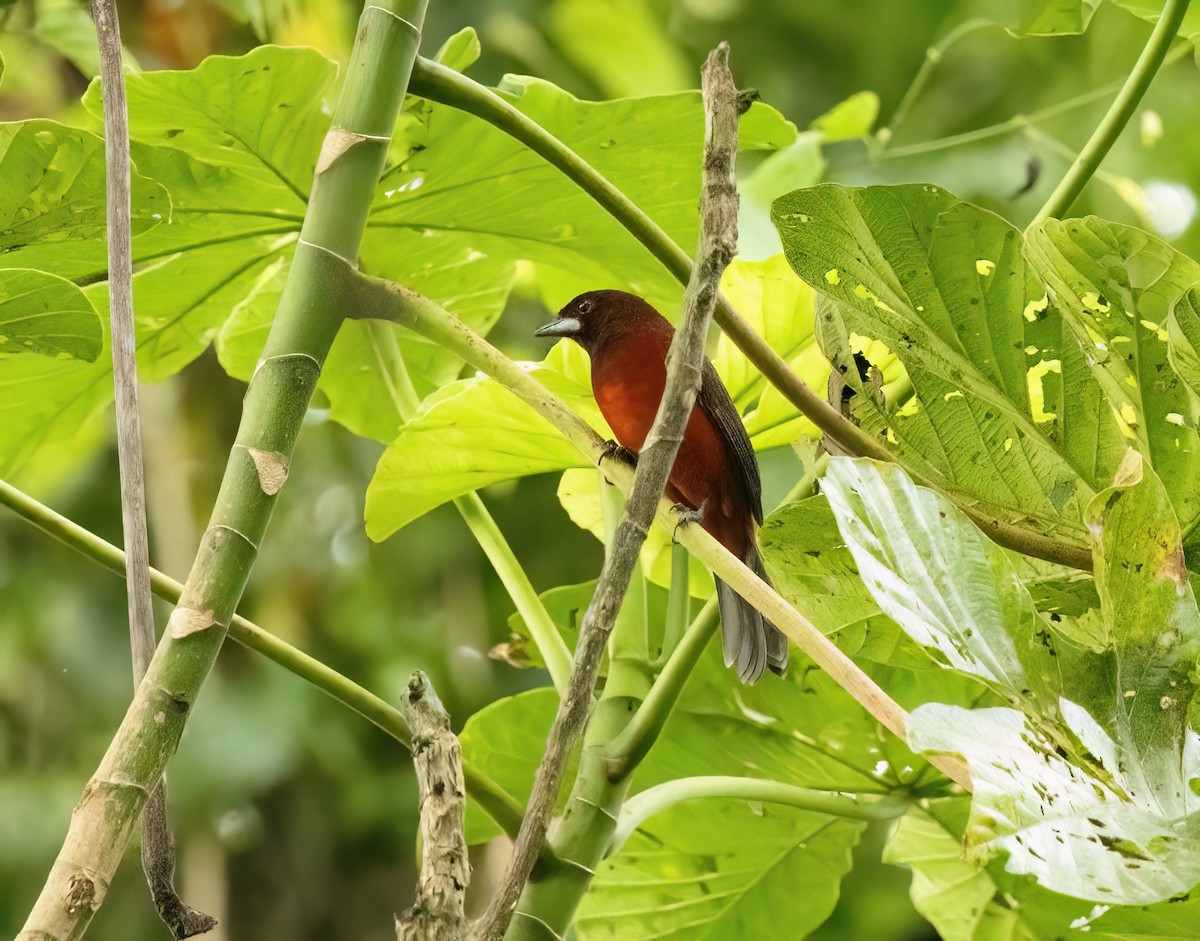 Crimson-backed Tanager - ML645565441