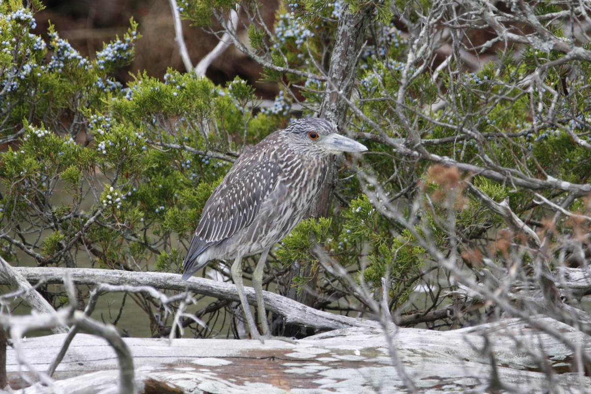 Yellow-crowned Night Heron - ML645565445