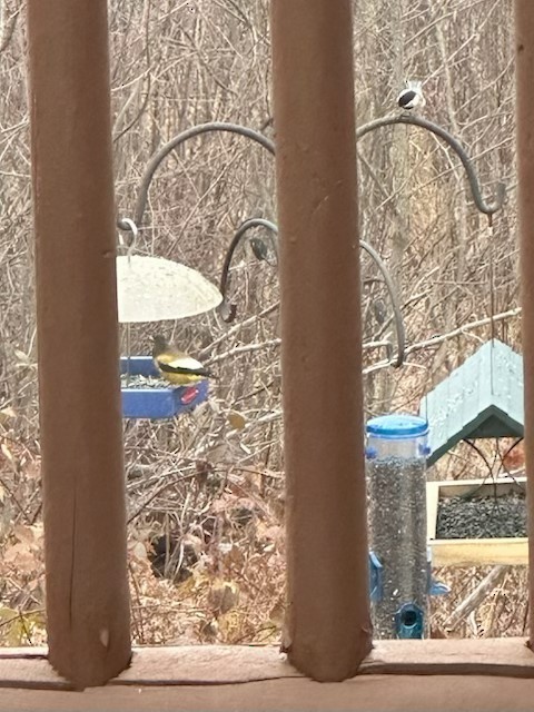 Evening Grosbeak - ML645565446