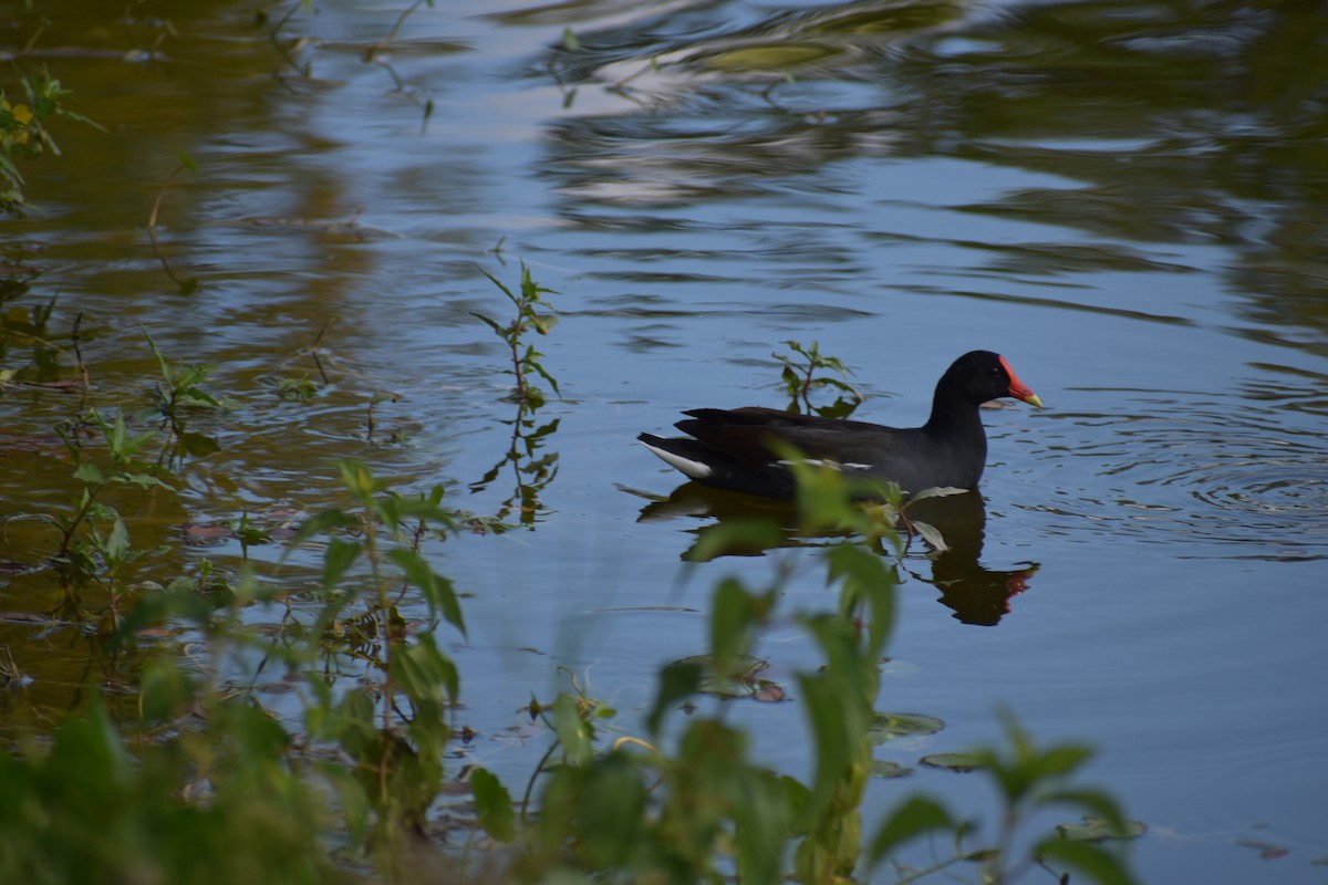 Gallineta Americana - ML645565456