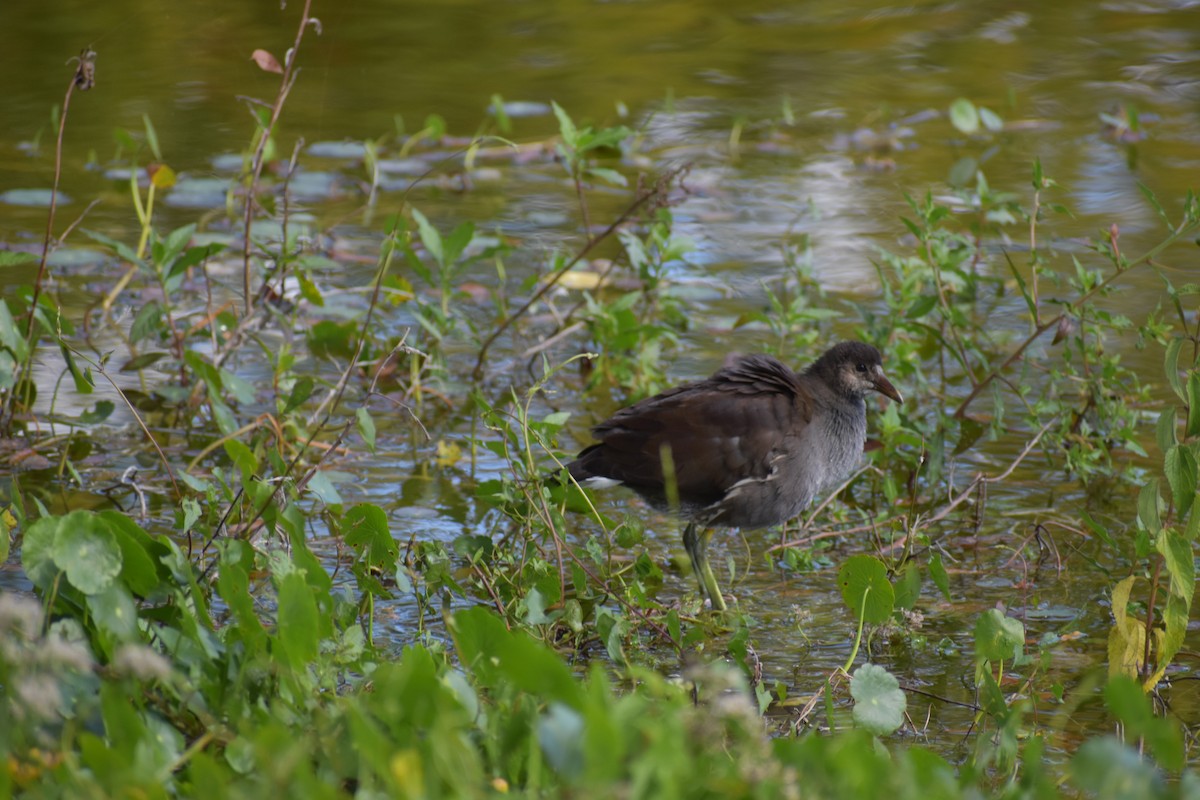 Gallineta Americana - ML645565457