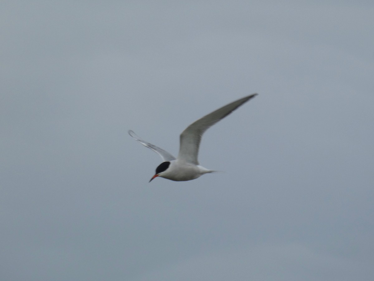 アジサシ - ML645565459