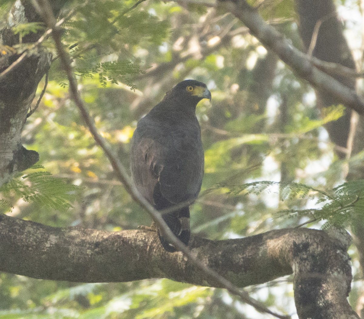 Хохлатый змееяд - ML645565463