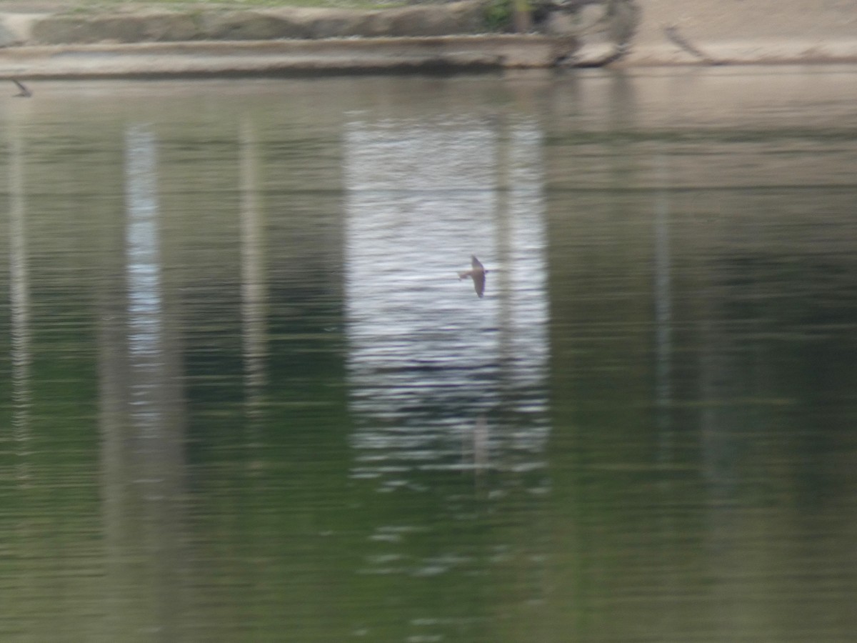 Bank Swallow - ML645565464