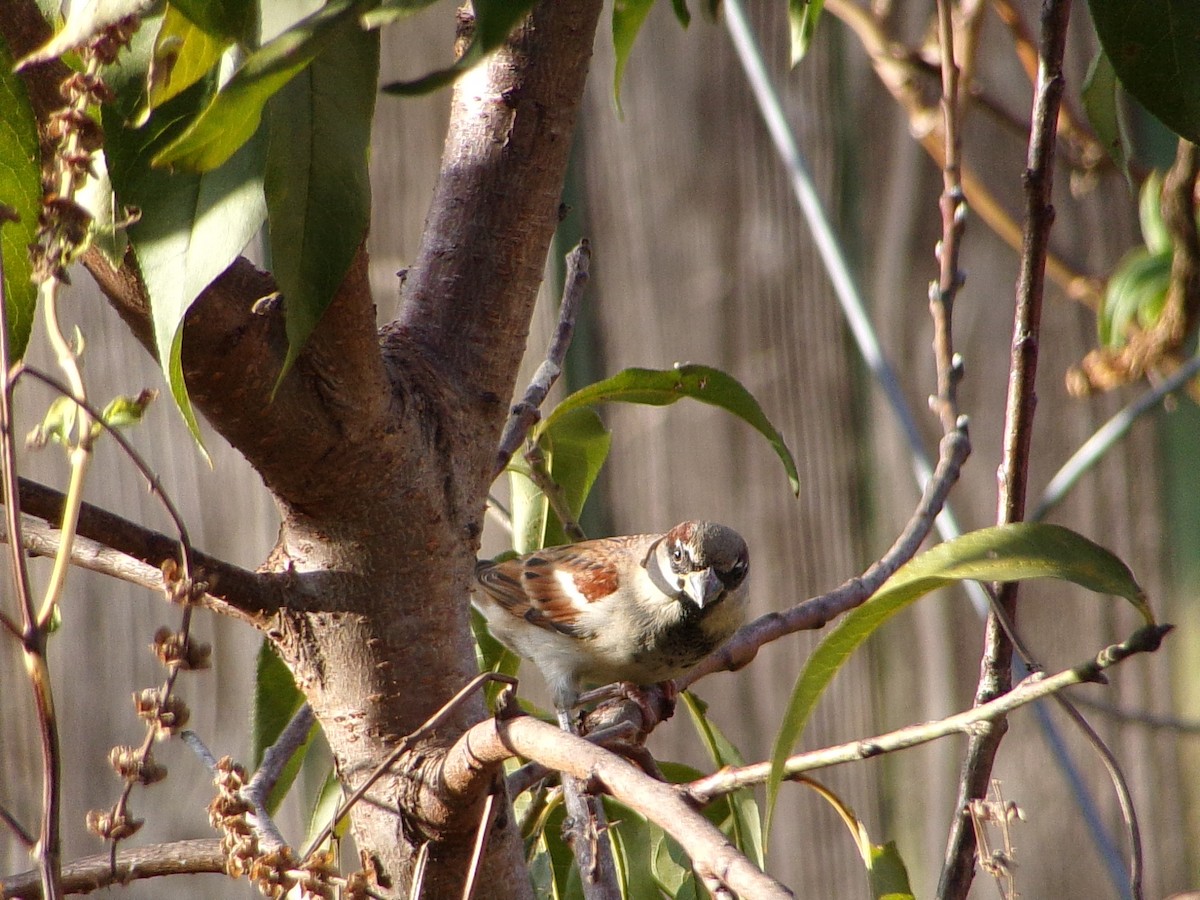 דרור הבית - ML645565471