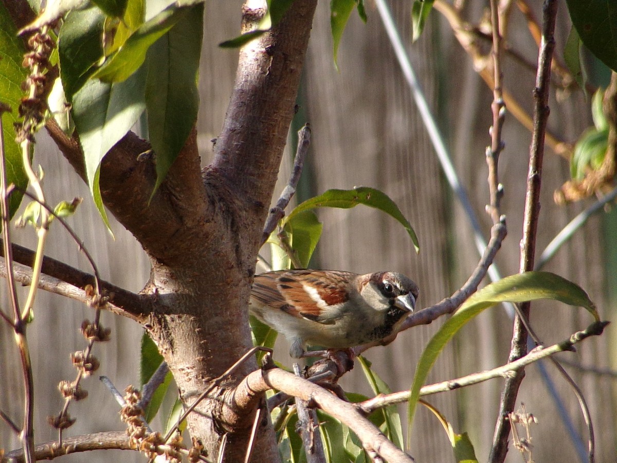 דרור הבית - ML645565472