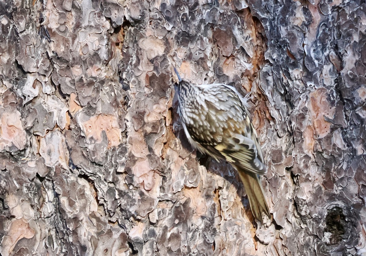 アメリカキバシリ - ML645565473