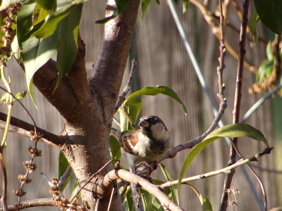 イエスズメ - ML645565474