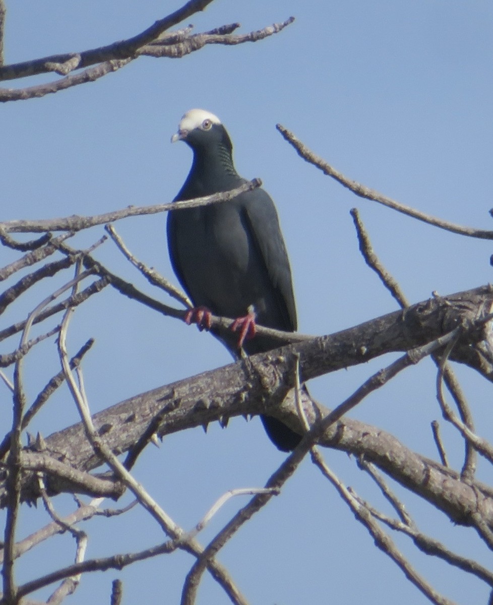 シロボウシバト - ML645565478