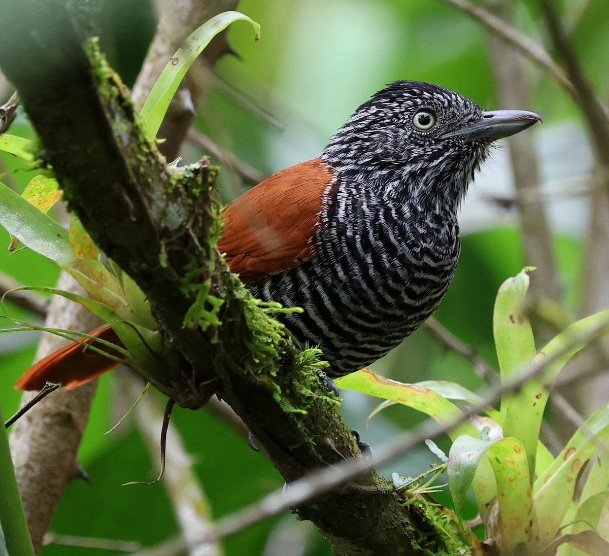 セグロシマアリモズ - ML645565479