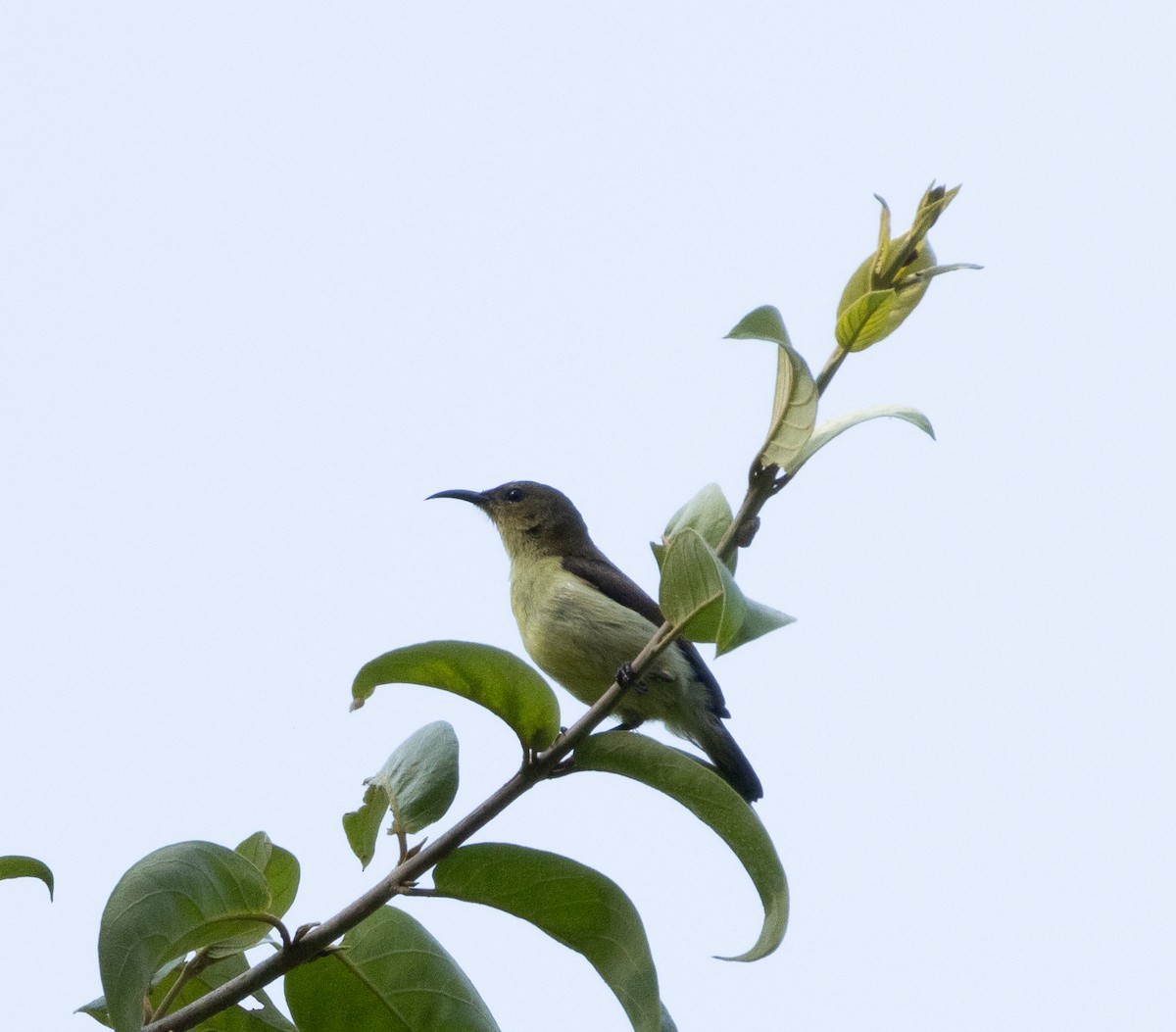 Crimson-backed Sunbird - ML645565480