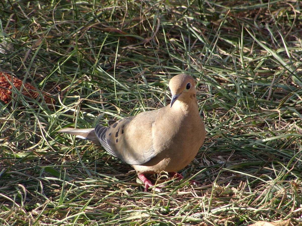 ナゲキバト - ML645565482