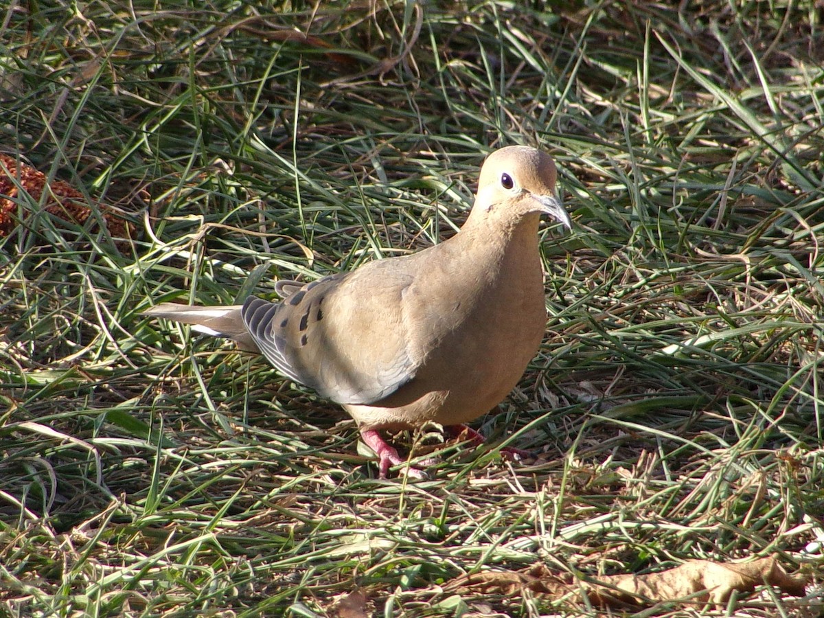 ナゲキバト - ML645565483