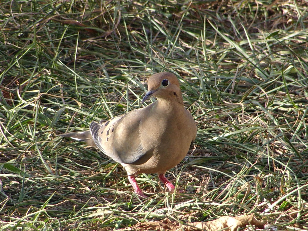 ナゲキバト - ML645565484