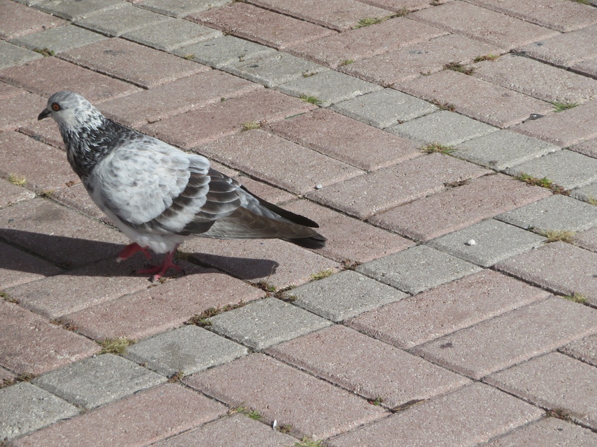カワラバト（ドバト、家畜型） - ML645565485