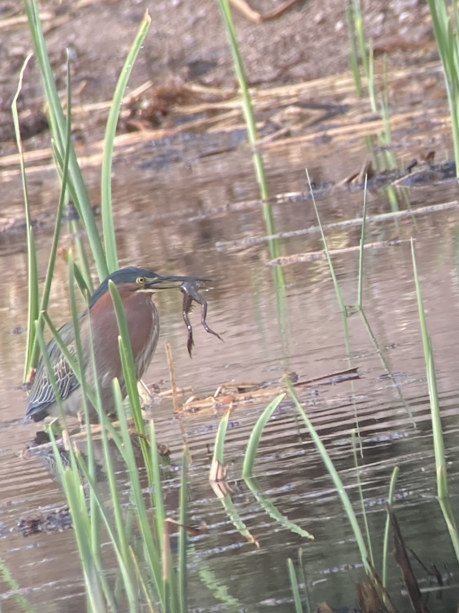 アメリカササゴイ - ML645565486