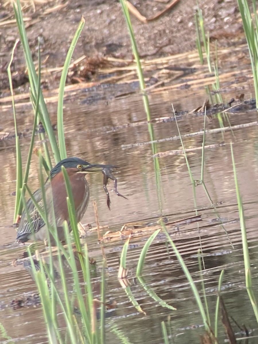 アメリカササゴイ - ML645565487