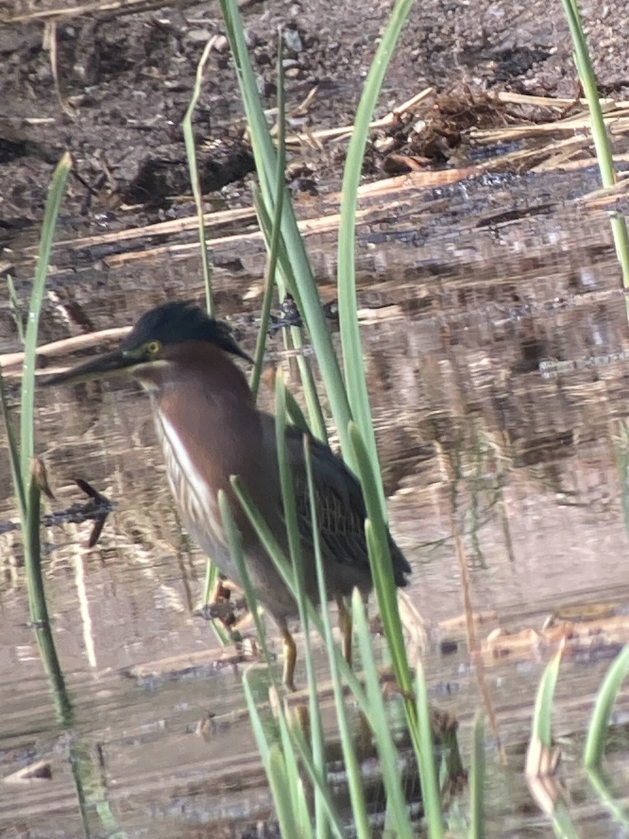 アメリカササゴイ - ML645565488