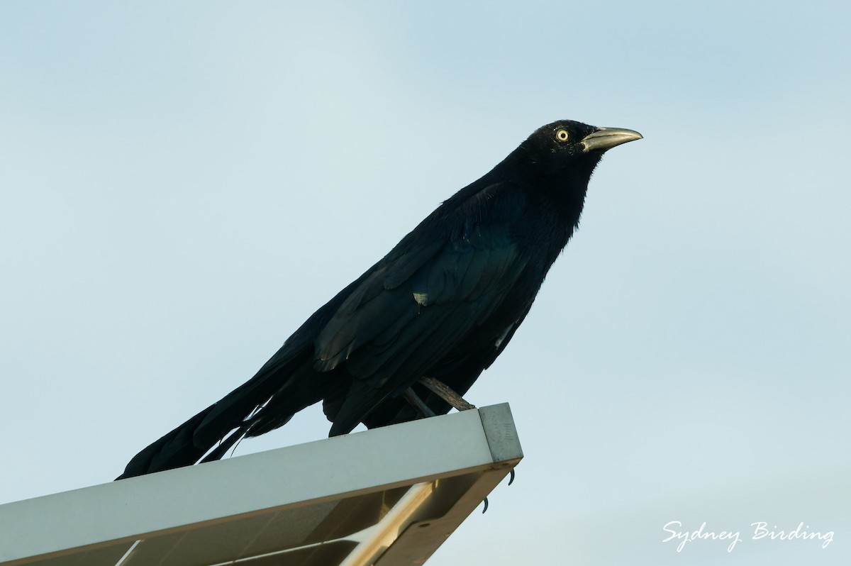 オナガクロムクドリモドキ - ML645565493