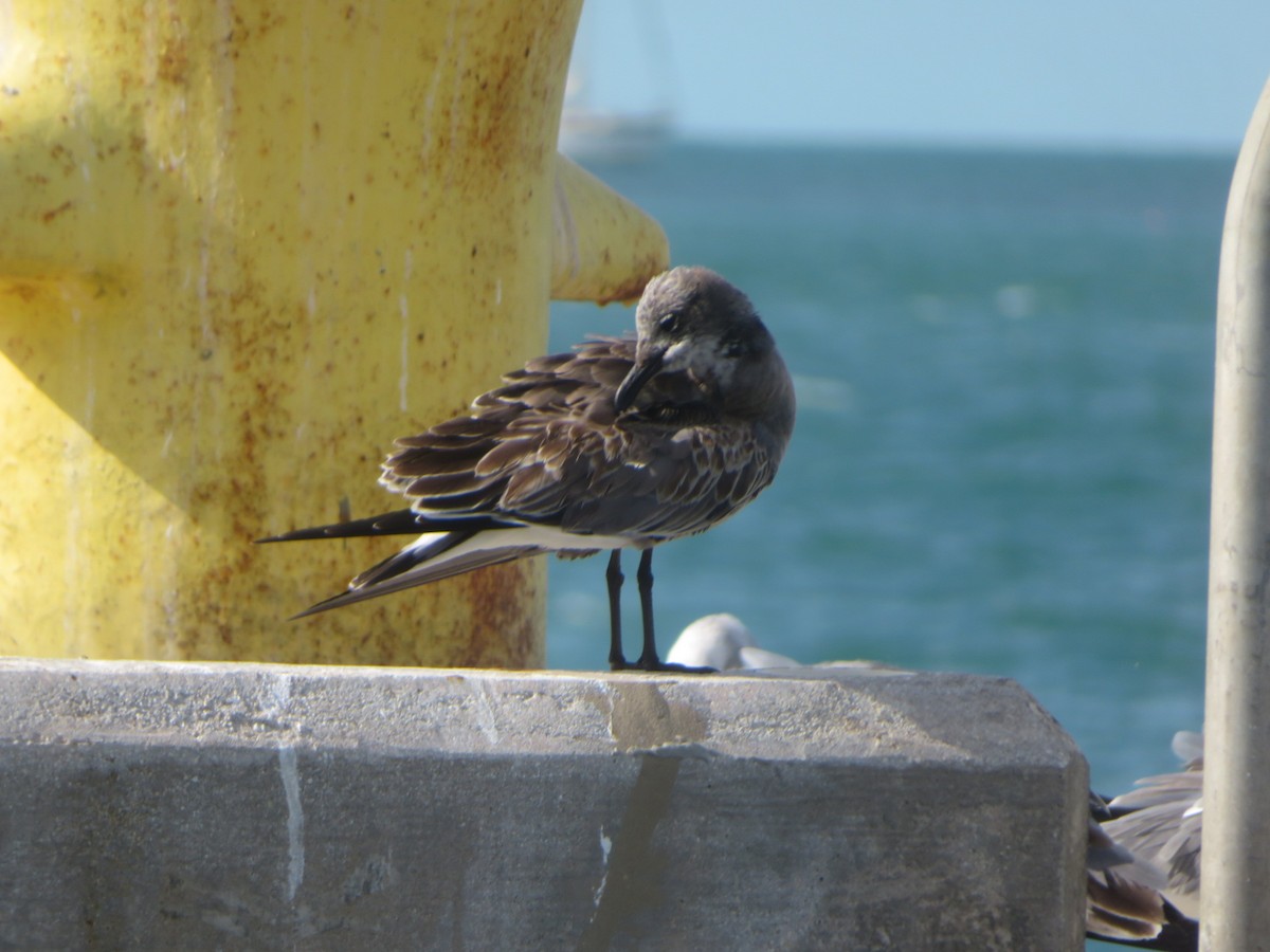 ワライカモメ - ML645565495