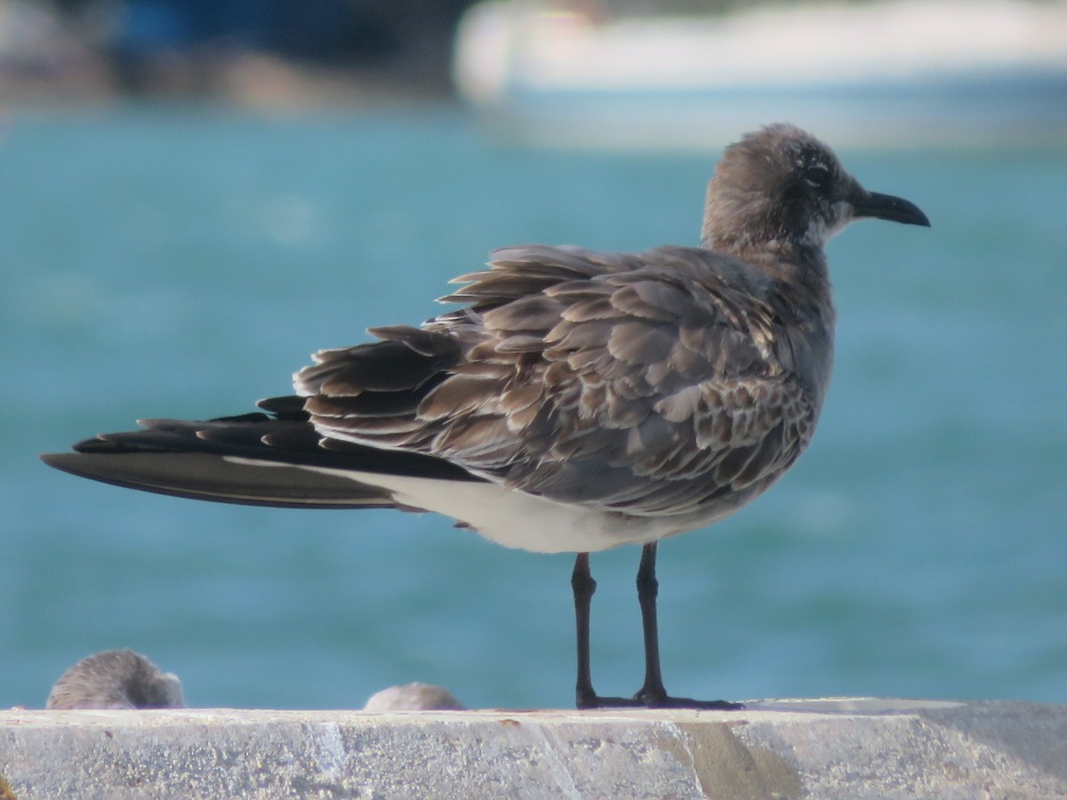 ワライカモメ - ML645565496