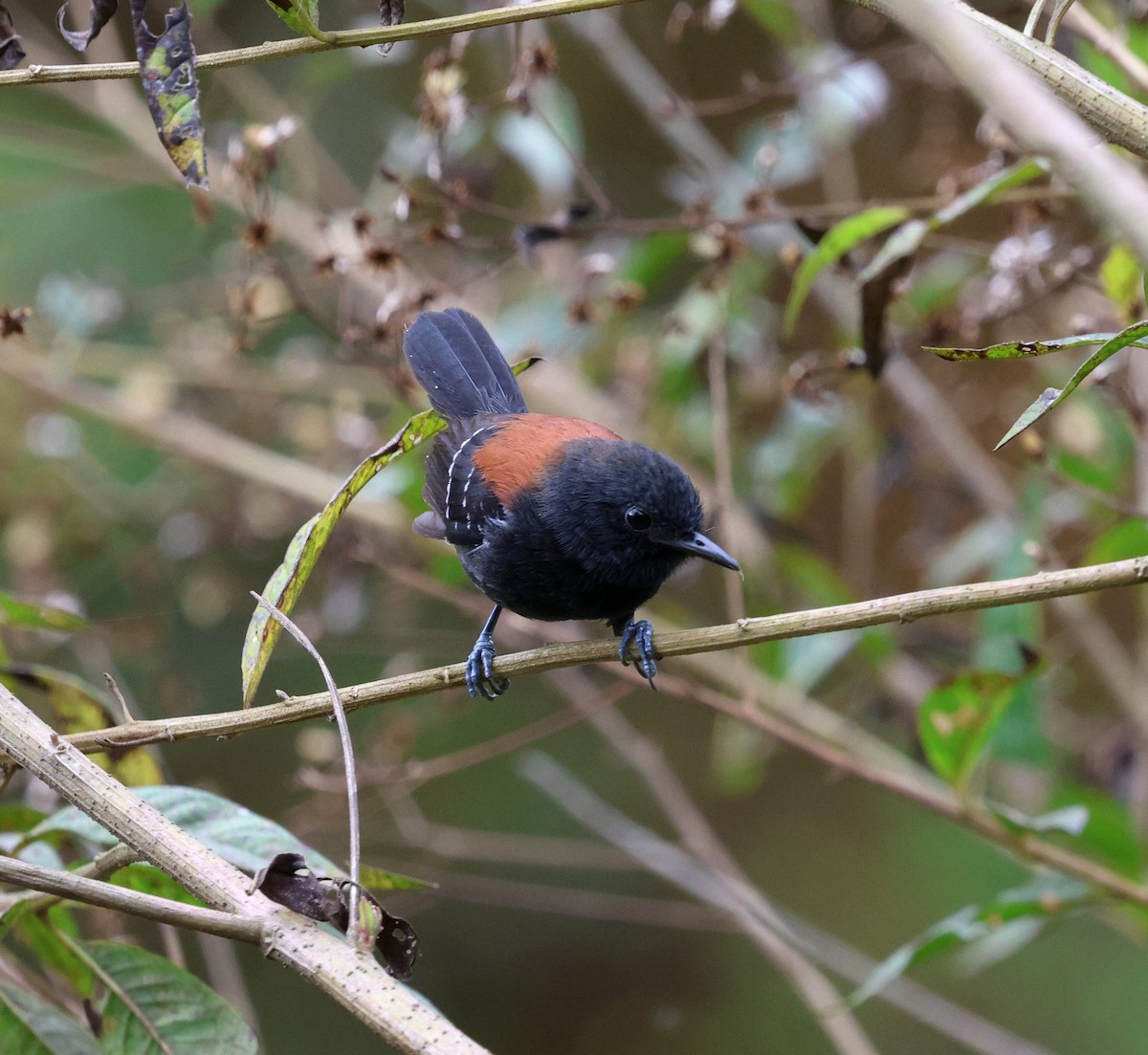 ズキンヒメアリサザイ - ML645565497