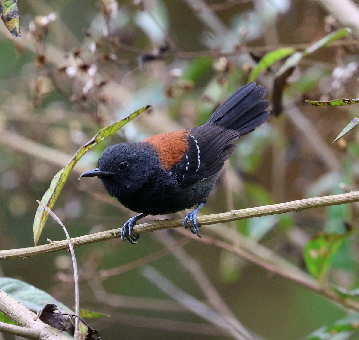 ズキンヒメアリサザイ - ML645565498