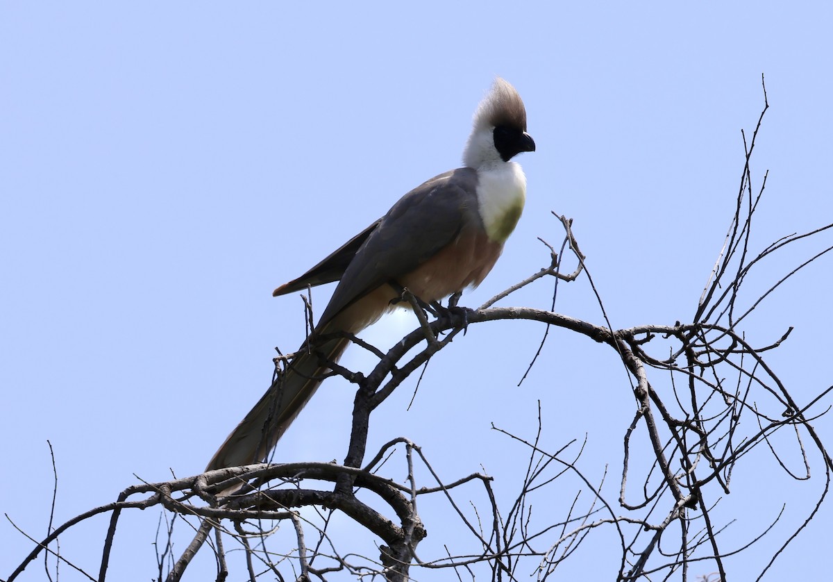 クロガオハイイロエボシドリ - ML645565500