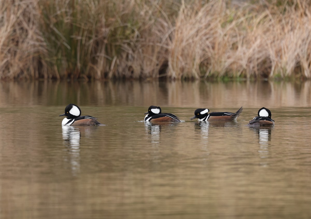 オウギアイサ - ML645565501