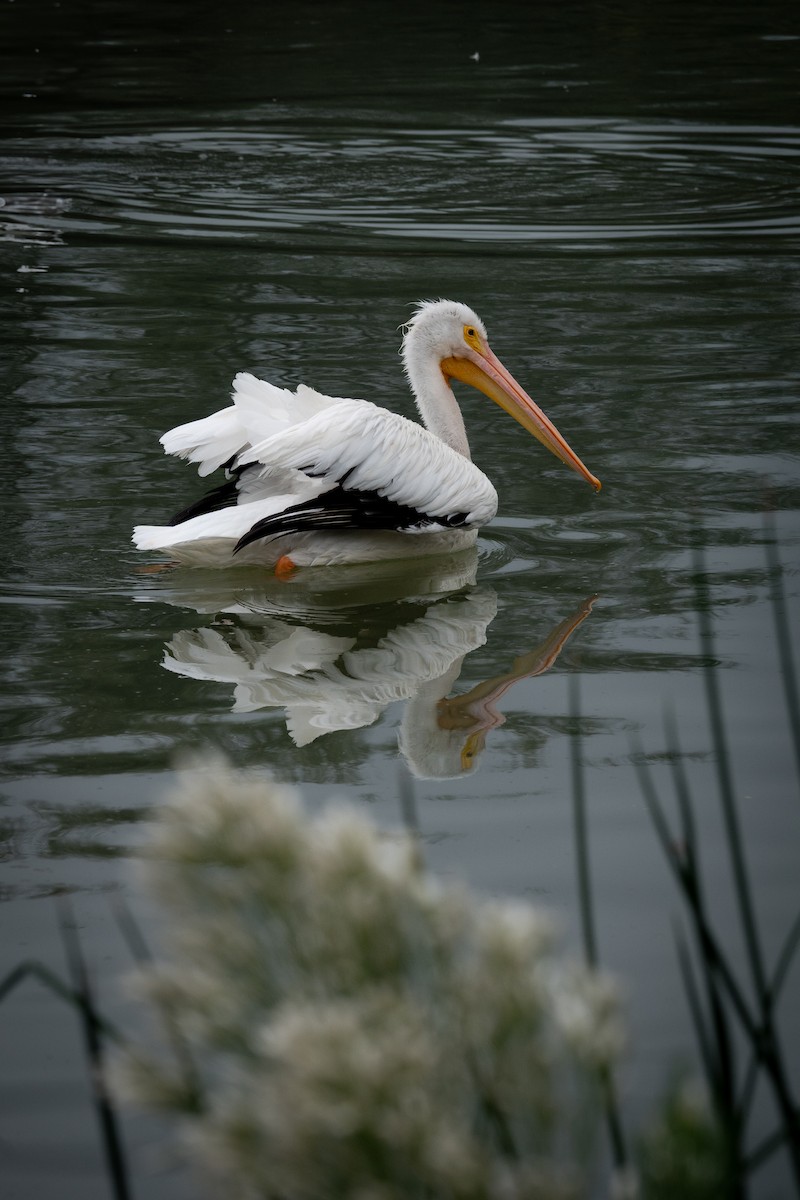 アメリカシロペリカン - ML645565502