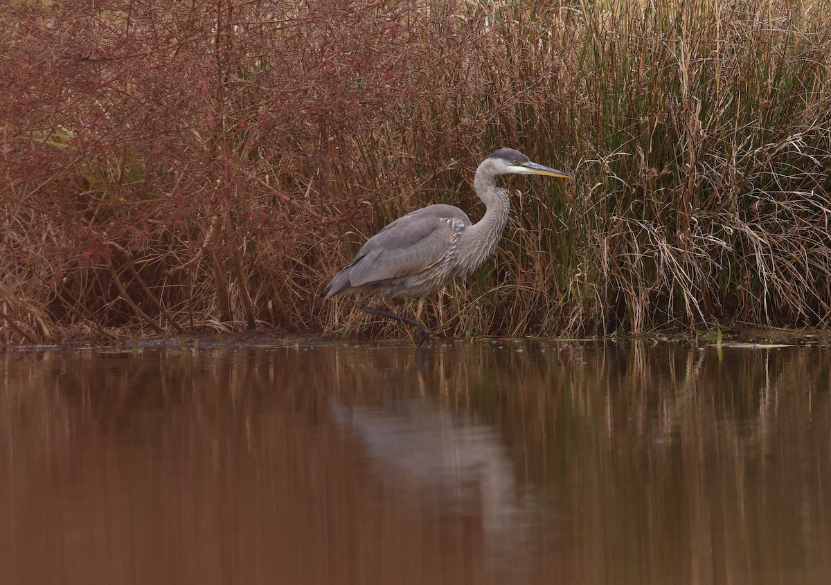 オオアオサギ - ML645565505