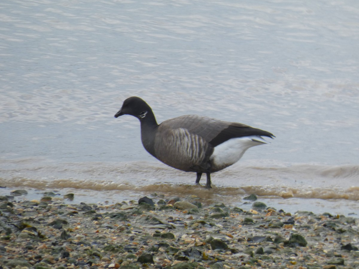 コクガン - ML645565506