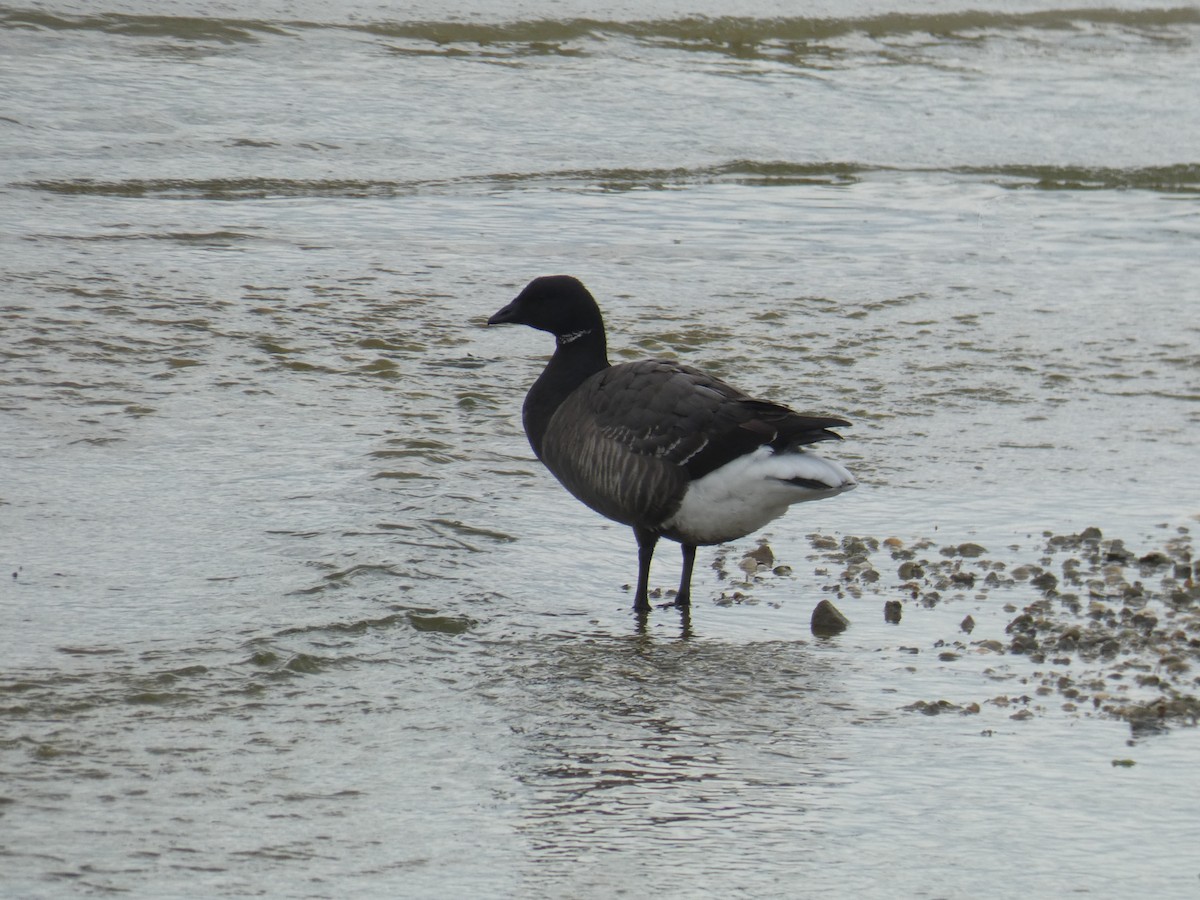 コクガン - ML645565507