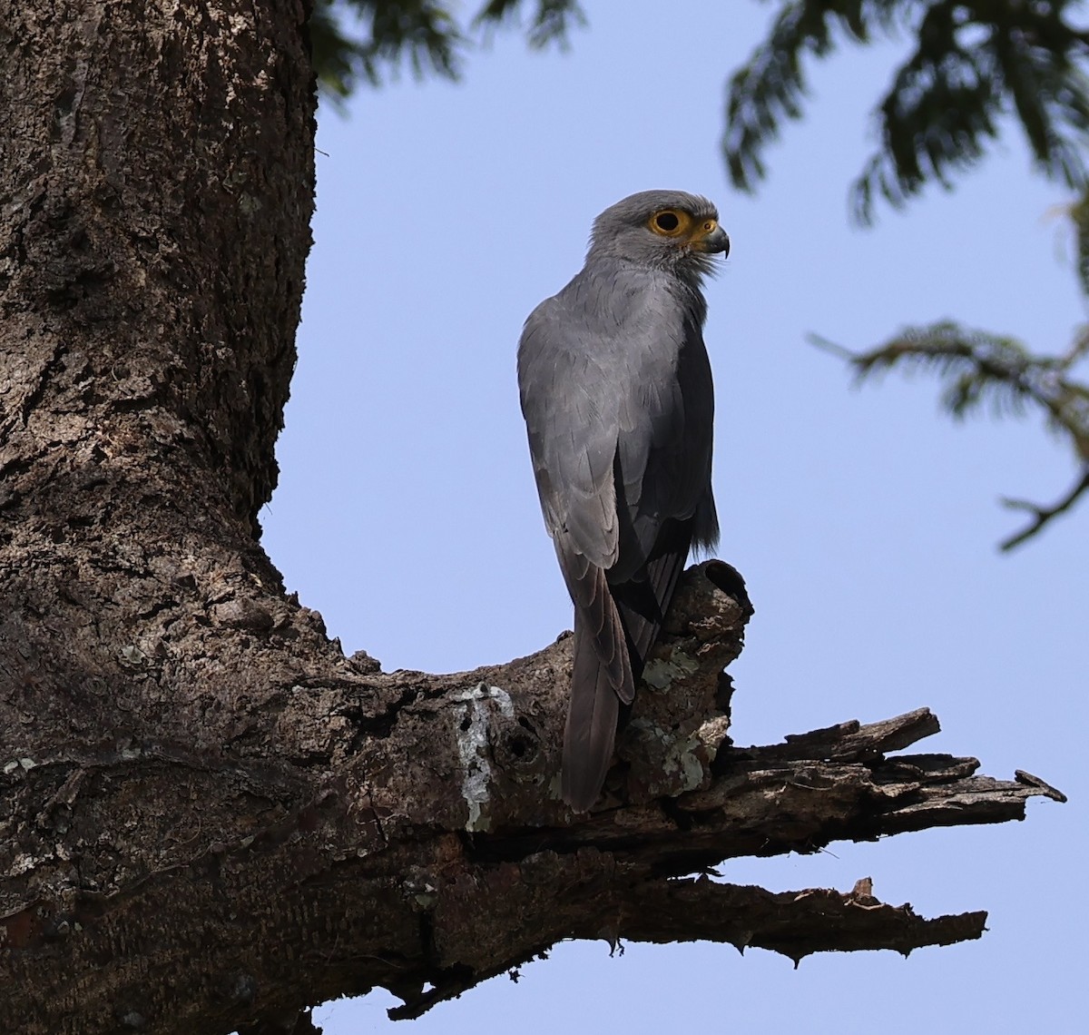 クロガオハイイロエボシドリ - ML645565508
