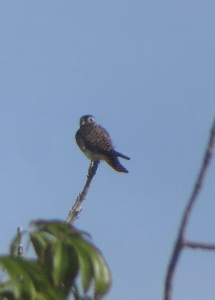 アメリカチョウゲンボウ - ML645565509