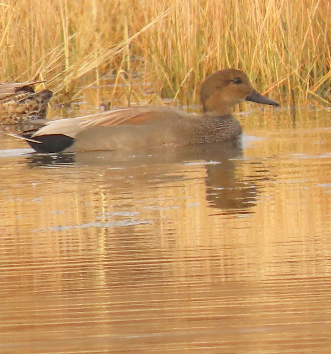 オカヨシガモ - ML645565510