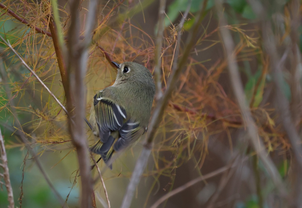 ルビーキクイタダキ - ML645565512