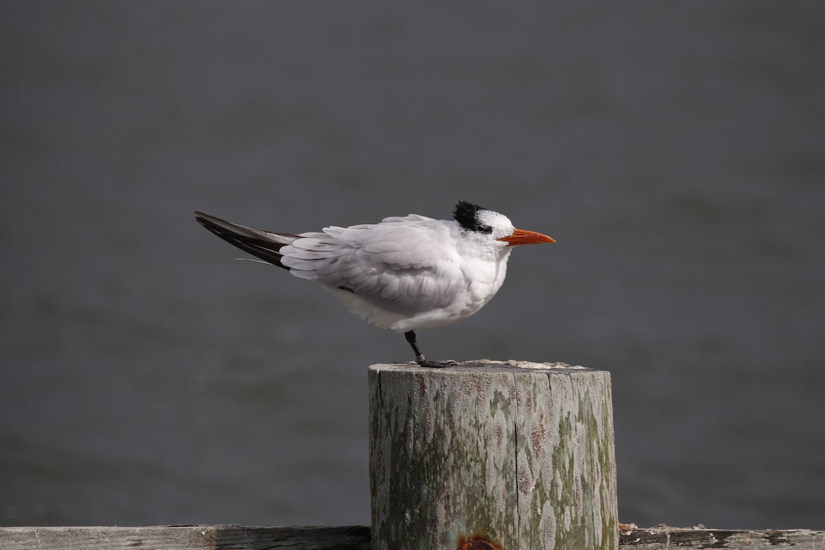 アメリカオオアジサシ - ML645565513