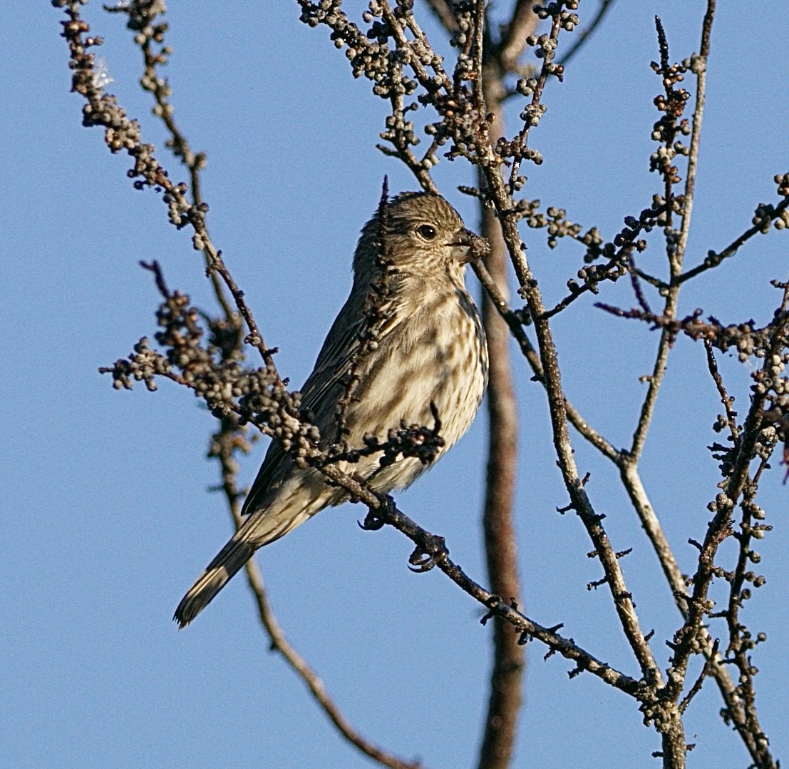 メキシコマシコ - ML645565515